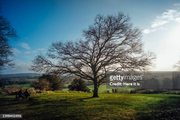 tree, located top of the mountains, in a winter sunny day - guildford stock pictures, royalty-free photos & images