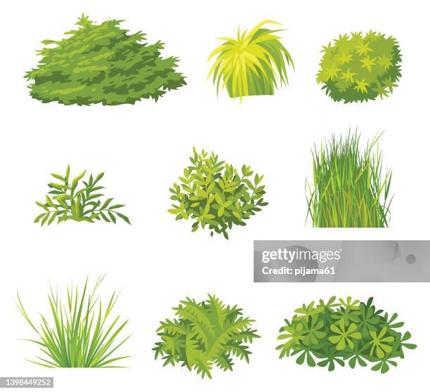 ilustraciones, imágenes clip art, dibujos animados e iconos de stock de conjunto de arbustos verdes - arbusto
