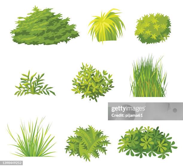 ilustraciones, imágenes clip art, dibujos animados e iconos de stock de conjunto de arbustos verdes - gardening icons