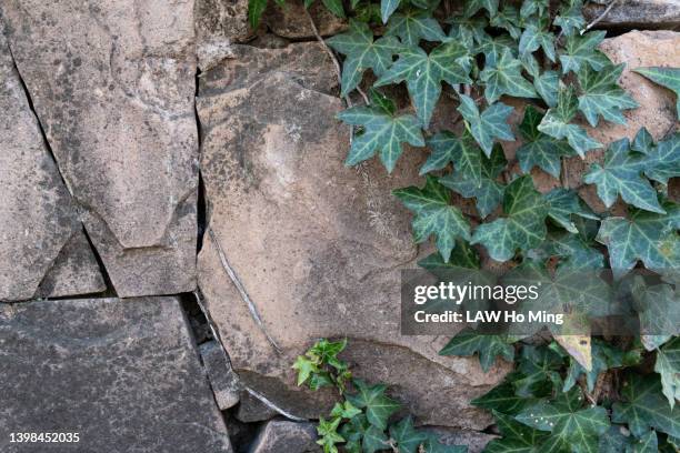 green plants climbing on the stone wall - steinwand stock-fotos und bilder