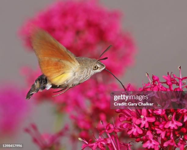 hummingbird hawk-moth (macroglossum stellatarum) - valeriana officinalis stock pictures, royalty-free photos & images