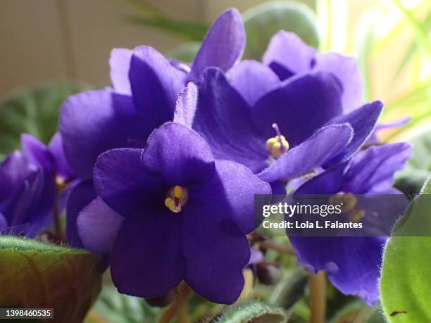 bunch of african violets - saintpaulia stock pictures, royalty-free photos & images