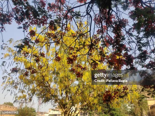 Indian Laburnum Photos and Premium High Res Pictures - Getty Images