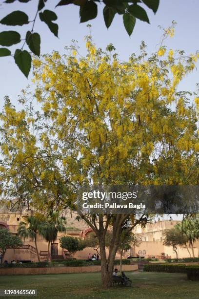 Indian Laburnum Photos and Premium High Res Pictures - Getty Images
