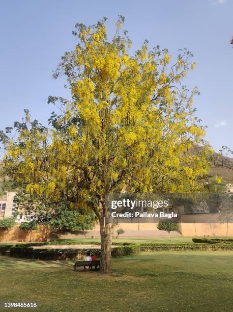 Indian Laburnum Photos and Premium High Res Pictures - Getty Images