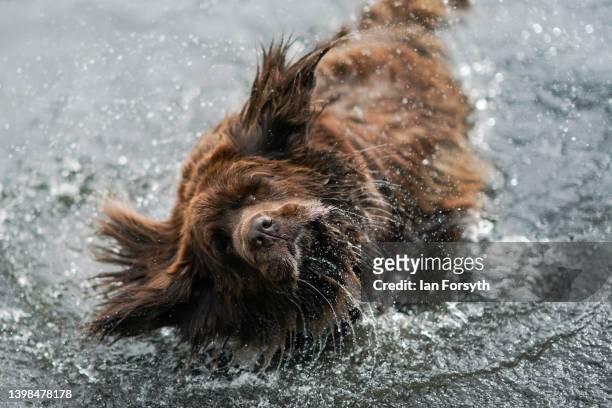 Working Newfoundland Water Rescue Dog shakes off excess water during a demonstration at the Festival of Dogs weekend at Castle Howard on May 21, 2022...