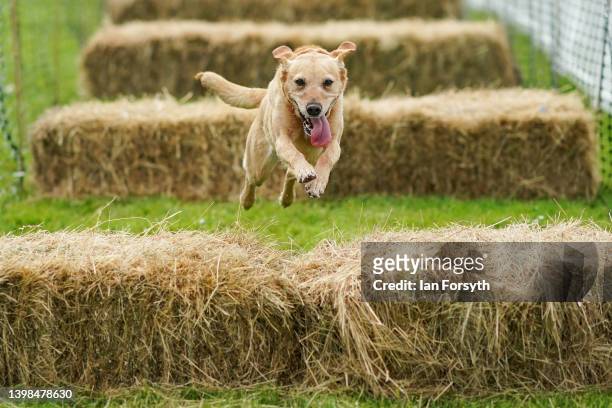 Dog leaps over straw bales on the first day of the Festival of Dogs weekend at Castle Howard on May 21, 2022 in York, England. The two-day festival...