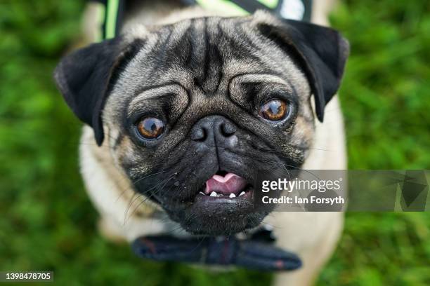 Pug reacts to the camera on the first day of the Festival of Dogs weekend at Castle Howard on May 21, 2022 in York, England. The two-day festival...