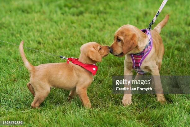 Puppies play fight in the grass on the first day of the Festival of Dogs weekend at Castle Howard on May 21, 2022 in York, England. The two-day...