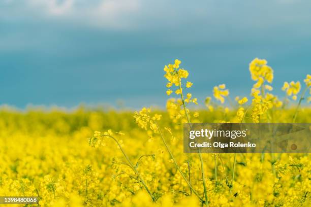 rapeseed gold flowers on the field against blue cloudy sky - 菜の花 ストックフォトと画像