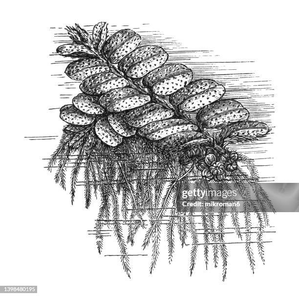 old engraved illustration of floating fern, floating watermoss, floating moss, or commercially, water butterfly wings (salvinia natans) - salvinia stock pictures, royalty-free photos & images