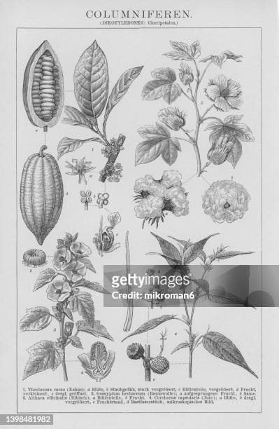 old engraved illustration of plants used in industry - cocoa plant stock pictures, royalty-free photos & images