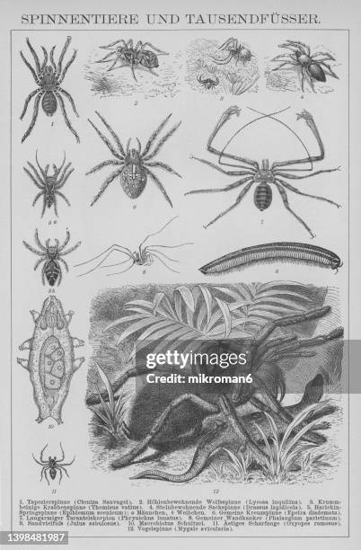 old illustration of arachnids and millipedes - pseudoscorpion stock pictures, royalty-free photos & images
