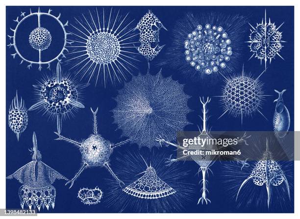 old chromolithograph illustration of the radiolaria, radiozoa - plankton stock pictures, royalty-free photos & images