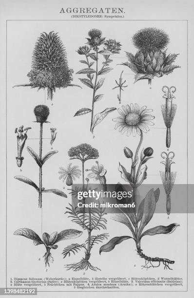 old engraved illustration of botany, dicotyledonous plants - valeriana officinalis stock pictures, royalty-free photos & images