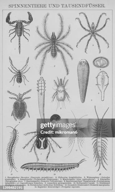 old illustration of arachnids and millipedes - pseudoscorpion stock pictures, royalty-free photos & images