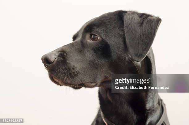 portrait of a labrador retriever and andalusian wine-cellar rat-hunting mixed breed dog - labrador retriever isolated stock pictures, royalty-free photos & images