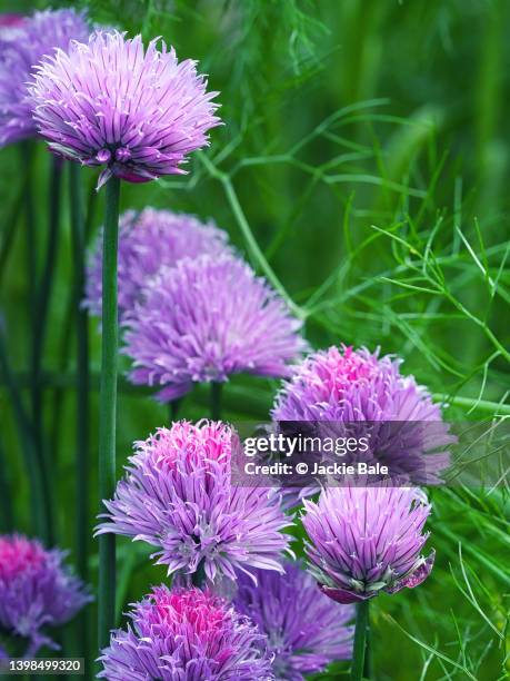 chives macro image - cebolinho imagens e fotografias de stock