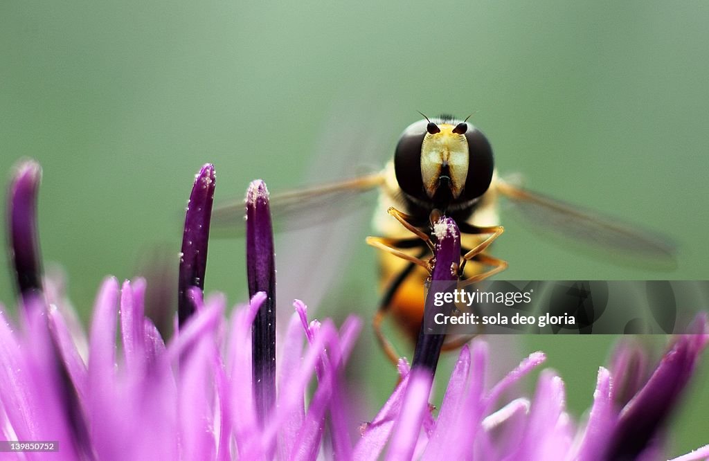 Hover-fly on flower