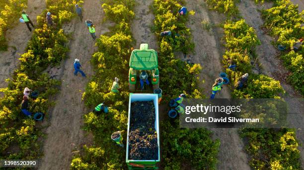 An early morning aerial view of African contract farm workers harvesting Tinta Barocca grapes for Boplaas Winery on March 17, 2022 in the...