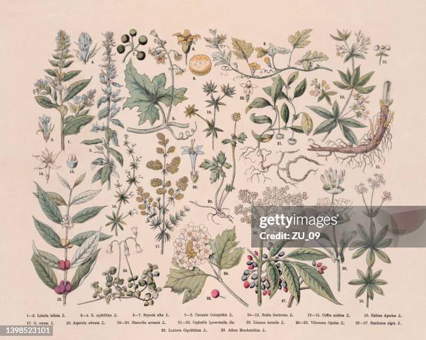 blütenpflanzen (angiospermae, rubiaceae), handkolorierter holzstich, veröffentlicht 1887 - arrowwood stock-grafiken, -clipart, -cartoons und -symbole