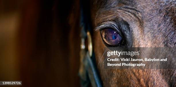 artistic close up of horse eye in panoramic composition in chester county, pennsylvania - animal eyelashes stock pictures, royalty-free photos & images