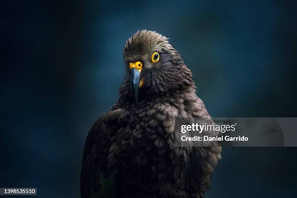 portrait of kea or kaka, the new zealand alpine parrot - kea stock pictures, royalty-free photos & images