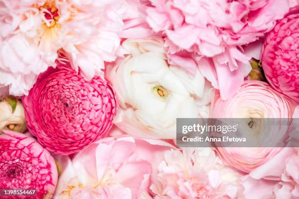 gentle pink peonies and ranunculus. beautiful backdrop for your design. macro photography from above - ranunculus wedding bouquet stock pictures, royalty-free photos & images
