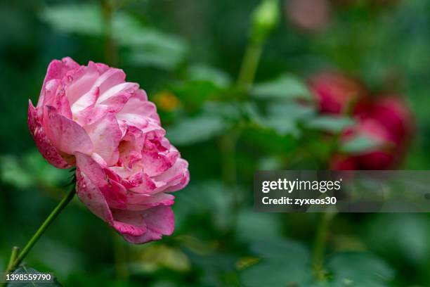 china rose,monthly rose,rosa chinensis - damask rose stock pictures, royalty-free photos & images