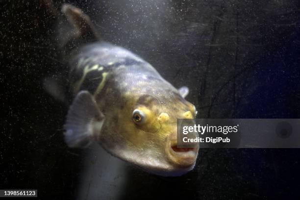 pufferfish in fish tank at japanese restaurant - puffer fish stock pictures, royalty-free photos & images