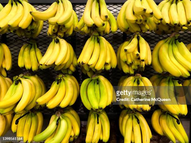 ripe: impressive visual display of rows of fresh organic bananas at market - platano fotografías e imágenes de stock