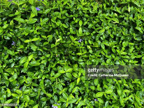 background of vinca groundcover covered in fresh raindrops - ground ivy imagens e fotografias de stock