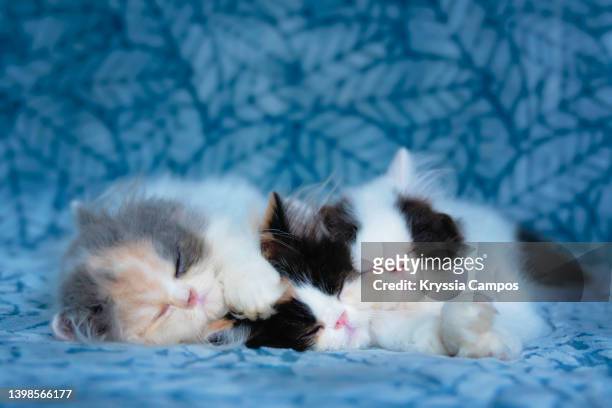 three persian kittens sleeping on a blue blanket - grupo pequeño de animales fotografías e imágenes de stock