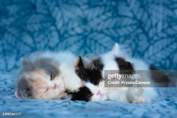 three persian kittens sleeping on a blue blanket - small group of animals stock pictures, royalty-free photos & images