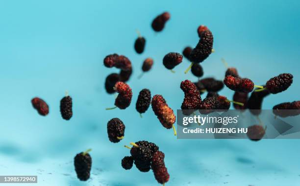 flying ripe black mulberry on blue background - blackberry fruit macro stock pictures, royalty-free photos & images