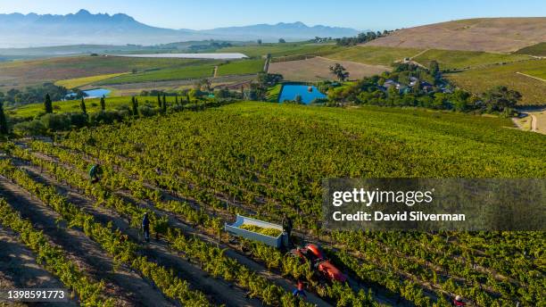 An aerial view of African harvest laborers and winery staff picking Chardonnay grapes on the Jordan wines estate on March 18, 2022 in the...