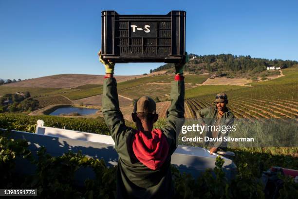 Winery staff harvest Chardonnay grapes on the Jordan wines estate on March 18, 2022 in the wine-producing district of Stellenbosch in the Coastal...