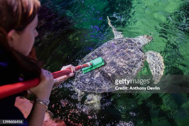Phoenix, a 23-year-old giant green Sea Turtle has algae cleaned off her shell by displays supervisor Mel Shawcross at SEA LIFE Blackpool ahead of...