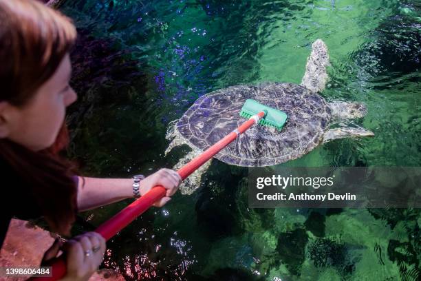 Turtle Shell Washing Turtle Cleaning Photos and Premium High Res Pictures - Getty Images