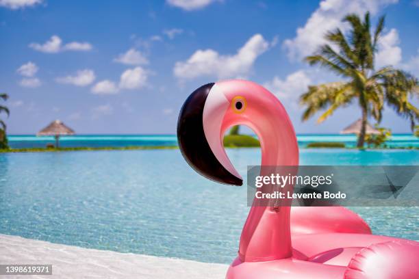 inflatable flamingo ring floating in sunny swimming pool. luxury tropical resort, family summer relaxing concept. palm trees and sunny tropical beach pool - flamant photos et images de collection