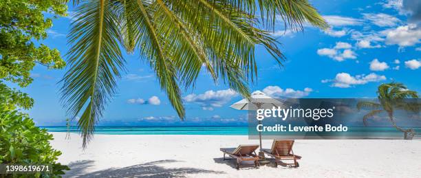 tropical beach nature as summer landscape with lounge chairs and palm trees and calm sea for beach banner. luxurious travel landscape, beautiful destination for vacation or holiday. beach scene - bora bora beach stock pictures, royalty-free photos & images