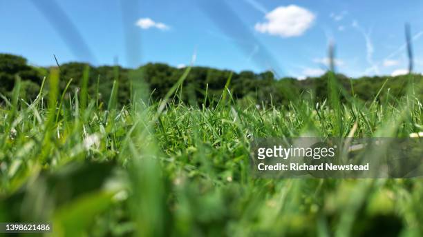 grass eye view - grass stock-fotos und bilder