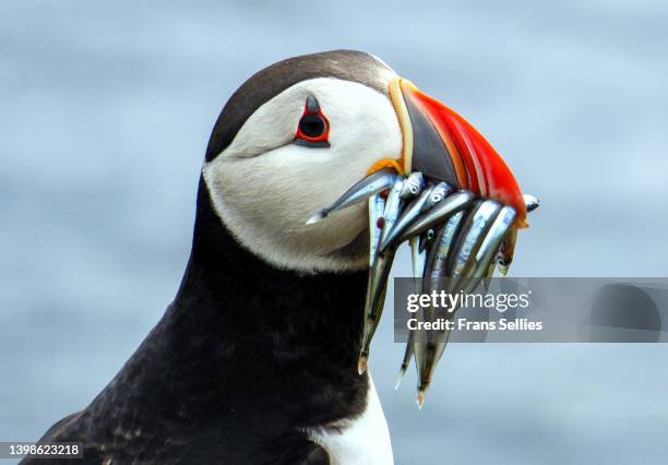 portrait of a puffin with a beak full of sand eels, isle of may, scotland - papageitaucher stock-fotos und bilder