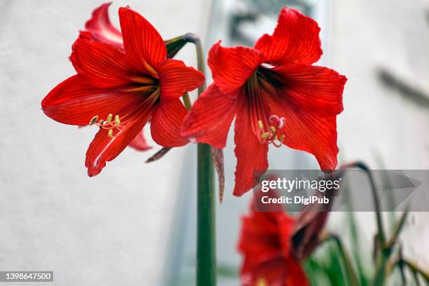 amaryllis - amaryllis stock pictures, royalty-free photos & images