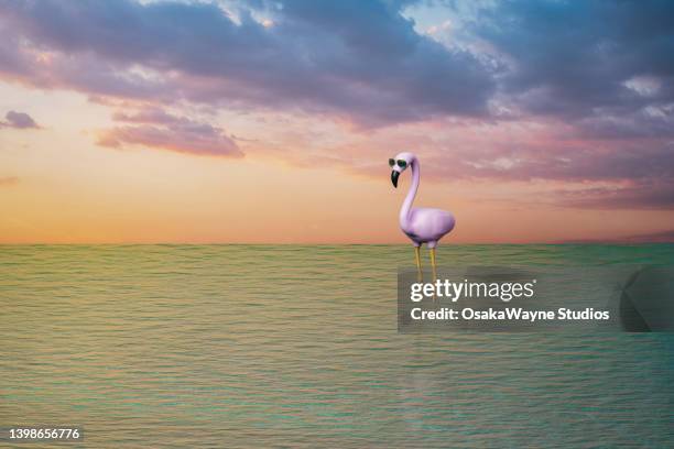 pink flamingo standing in water against sunset sky - sea water bird fotografías e imágenes de stock