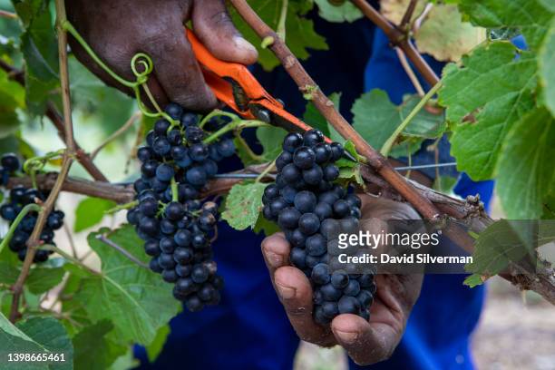 Winery staff harvest Pinot Noir grapes on the Newton Johnson wines estate on February 25, 2022 on the Hemel-en-Aarde Ridge in the Walker Bay wine...