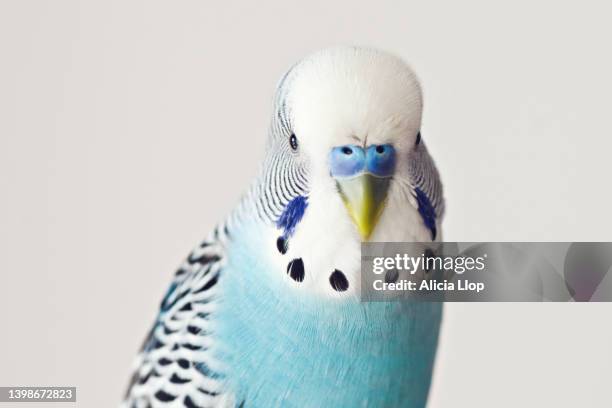 blue parakeet - wellensittich-sittich stock-fotos und bilder