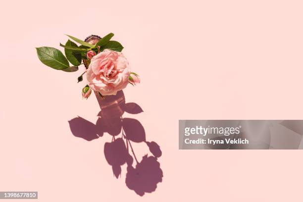summer scene with pink rose flower in the vase. sun and shadow. minimal nature background. - green which rose foto e immagini stock