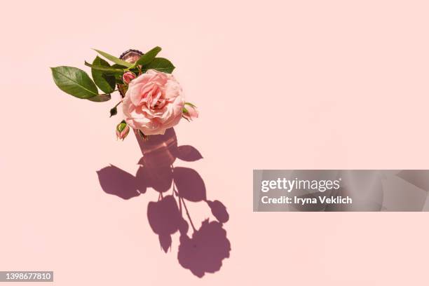 summer scene with pink rose flower in the vase. sun and shadow. minimal nature background. - rose flower background stock pictures, royalty-free photos & images