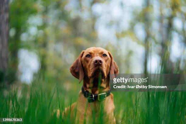dog laying in tall grass in the forest, looking in the camera - long grass bildbanksfoton och bilder